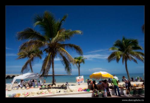 palm trees