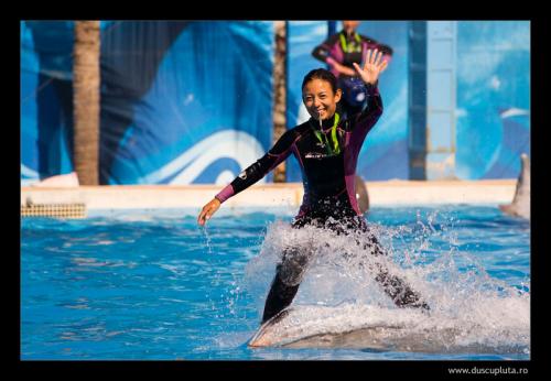 dolphin surf