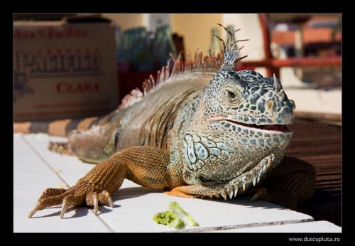 iguana