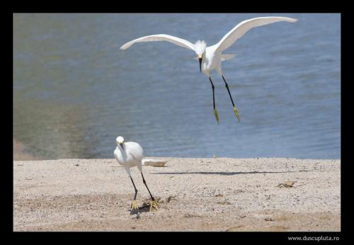 fauna