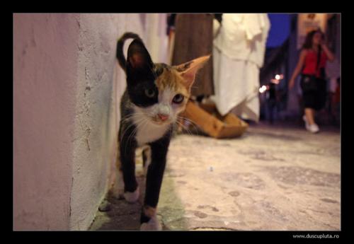 pisici de colt