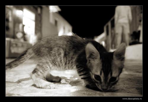 pisici mici