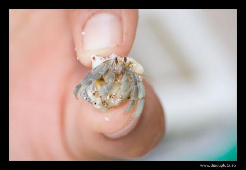 sand crab 1