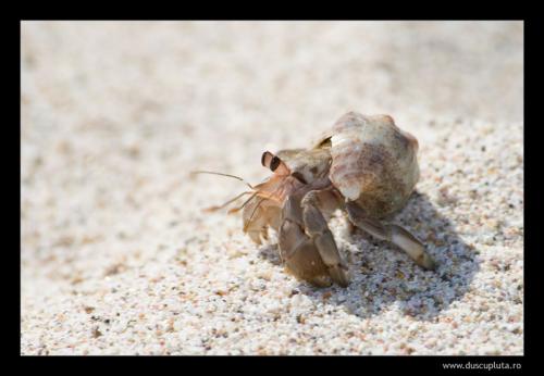 crab sand 3