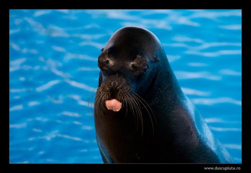 sealion