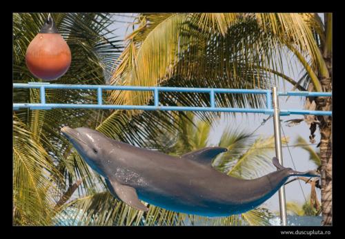 delfin in palmieri